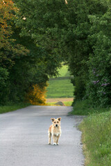 A dog waiting by the road