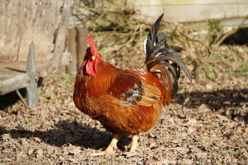 Coq