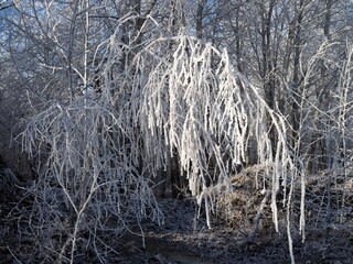 beautiful tree branches covered with snow against the blue sky on a bright Sunny winter day