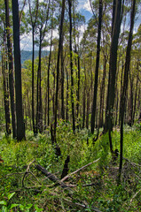 The eucalyptus forest recovers, one year after a devastating forest fire in the Yarra Ranges, close to Warburton, Victoria, Australia
