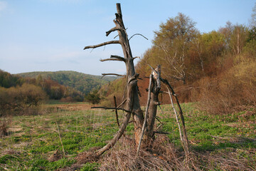 Low Beskids (Beskid Niski), dead tree in Ciechani Valley (Dolina Ciechani), Poland - obrazy, fototapety, plakaty