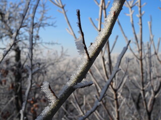 Frosty winter day - frozen branches with ice crystal. Hoarfrost tree branch on blue snow.