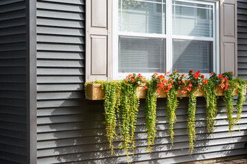 A flower box of orange flowers and green hanging vines.  The wooden flower box hangs under a glass...
