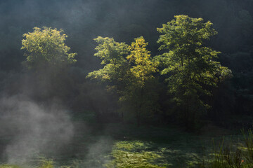 Fototapeta na wymiar Arbres dans la brume du jour qui se lève avec le soleil qui illumine les branches de ses rayons.