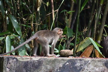 monkey walking on a wall 