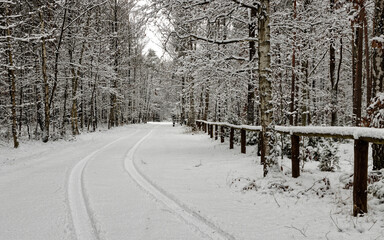 Winter forest landscape with tire track in fresh snow in woodlands area. Forest road in winter.