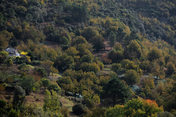 Châtaigneraie typique des Cévennes en France, accrochée au flanc d'une montagne avec sa ferme de...