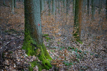 Ausschnitt aus einem Wald mit Buchen und Eichen, Mischwald in naturnaher Bewirtschaftungsform zur winterlichen Jahreszeit