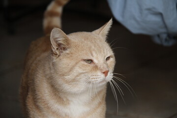 Chat de gouttière (domestique)