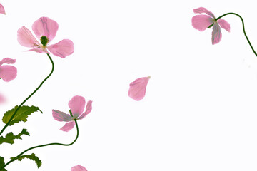 spring colorful flowers poppies.  Floral background.