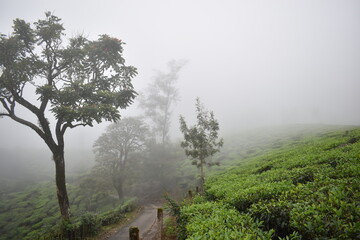 misty morning in the forest