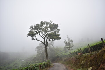 misty morning in the forest