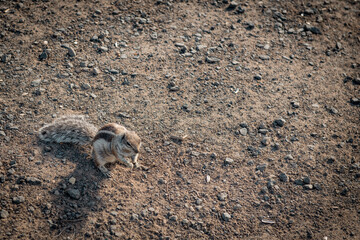 Atlashörnchen auf Fuerteventura