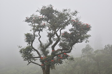 tree in the fog