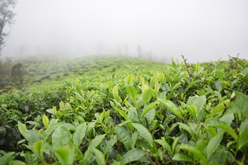 Fototapeta na wymiar Tea plantation in Munnar hill