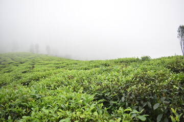 Fototapeta na wymiar Tea plantation in Munnar hill