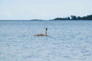 Fototapeta premium Swan on the lake.