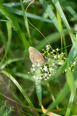 butterfly on a green grass