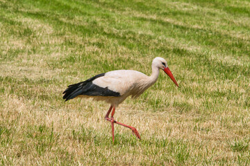 White stork, ciconia ciconia, standing in the meadow and is searching for food