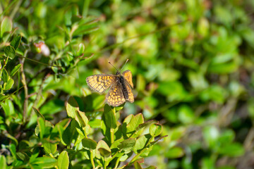 butterfly on leaf