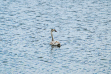 swan in the water