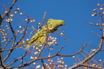 Fototapeta premium bird on a branch
