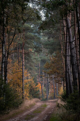 A path runs through an autumn forest on the Holterberg in the Netherlands