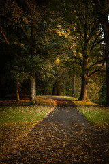 Fototapeta na wymiar An asphalted path through a park in the fall in Deventer