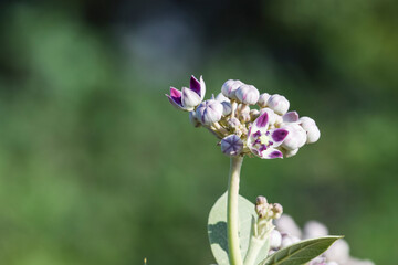 Arka flower oe Calotropic gigantea also known as Crown flowers bunch of purplish flowers