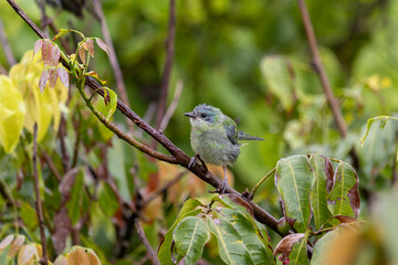 Blue Dacnis (Dacnis cayana) young female bird in the rain