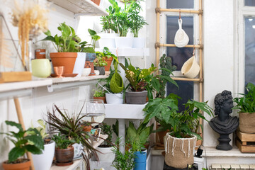 Fototapeta na wymiar House plants in a stylish interior of a room at home in pots. The concept of home gardening. Cozy decor for a home with a home jungle. Green garden
