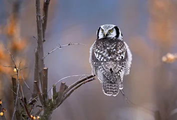 Poster Northern Hawk Owl ( Surnia ulula ) © Piotr Krzeslak