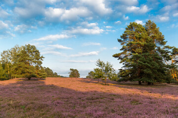 Heather fields on the Misselhorn Heath, Suedheide Nature Park