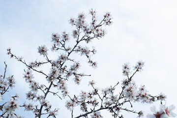 Ramas de almendro florecido contra el cielo con nubes