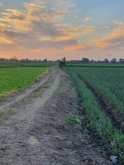 Fototapeta premium sunset in the field