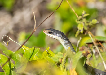 A black racer raises up searching for its prey 