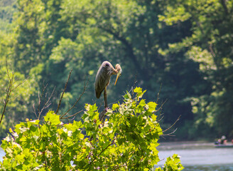 A Blue Herron perched up on a tree looking down in to the White River for his next meal in Cotter,...