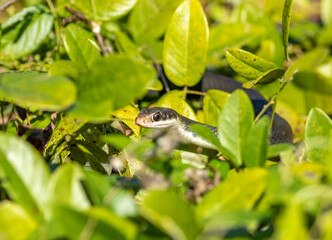 A black racer slithers through the foliage 
