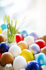 Happy Easter card. colored  Easter eggs in eggs tray young grass grows from the shell, background...