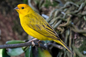 Atlantic Canary, a small Brazilian wild bird. The yellow canary Crithagra flaviventris is a small passerine bird in the finch family. 