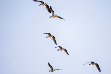 goose flying in the sky