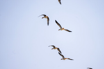 goose flying in the sky