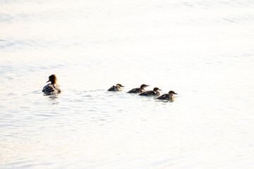 portrait of a sea duck family