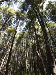 bosque