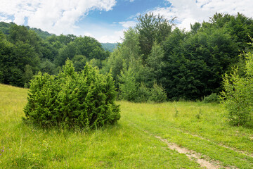 green nature landscape in summer. trees on the grassy hills and meadows. bright sky with clouds. beautiful environment background