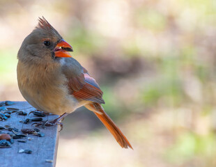 Female Cardinal Perched