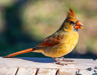Female Cardinal Perched