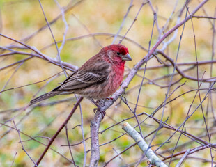 Purple Finch Perched