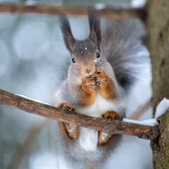 red squirrel on the branch in snow with bokeh background
