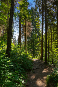 forest path among tall trees. beautiful travel scenery in natural park. scenic nature background on a sunny summer day.